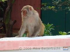 Aap op een schutting