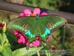 Vlinder op een bloem