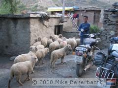 Schapen worden in hun hok begeleidt